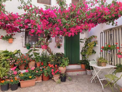 Casares House | La buganvilla de Juana y Antonio