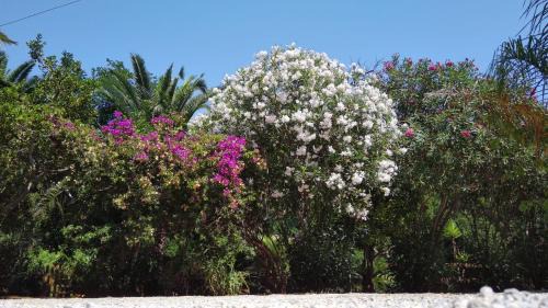Innamorata Apartment | Appartamenti Villa Pineta Mare - Goelba