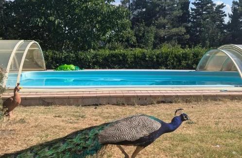Osimo Bed & Breakfast | Casa dei Pavoni