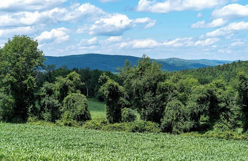 Town of Copake RV Rental | Tentrr State Park Site - NY Taconic State Park: High Valley Rd Site A