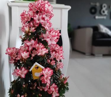 Massignano Villa | Villa Paradiso