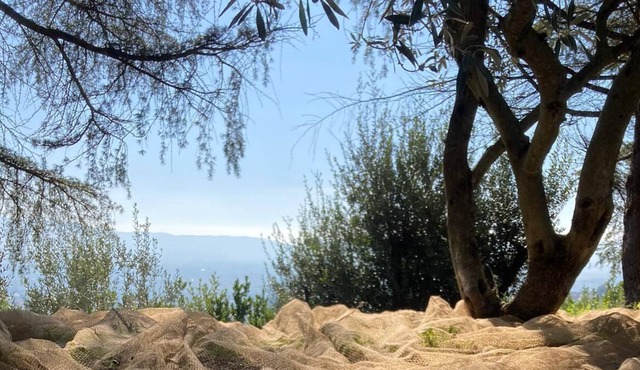 Room with mountain view and the city of Terni in a villa among the olive trees.
